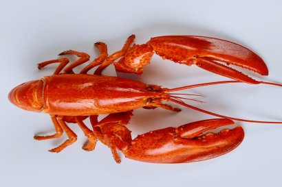 Lobster & Champagne Gourmet Dinner Friday 5th August - Additional date added